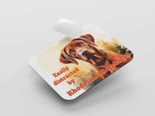 Muismat Leia, Rhodesian Ridgeback, easily distracted by Rhodesian Ridgebacks