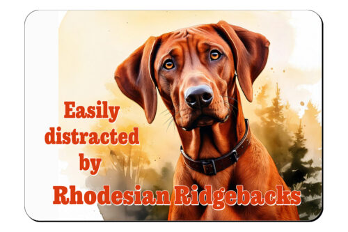 Muismat Leia, Rhodesian Ridgeback, easily distracted by Rhodesian Ridgebacks